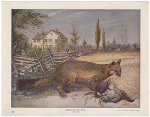 American Gray Fox